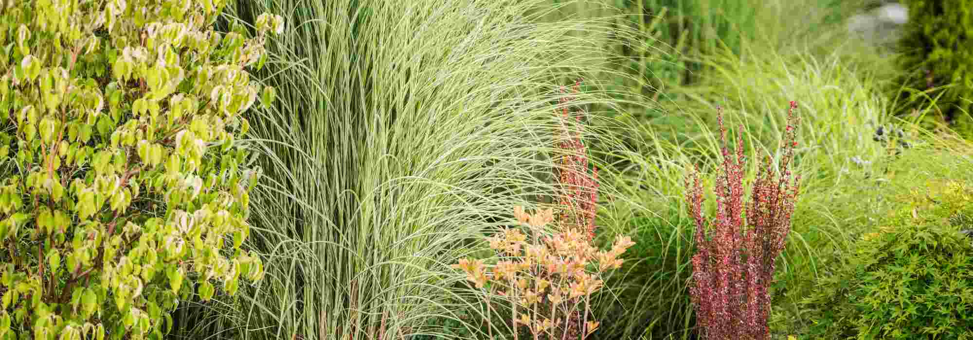 Sichtschutz im Garten mit Gräsern