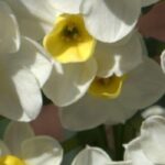 7 zweifarbige Narzissen für den Garten