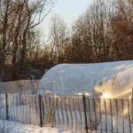 Gemüse im Winter säen und pflanzen