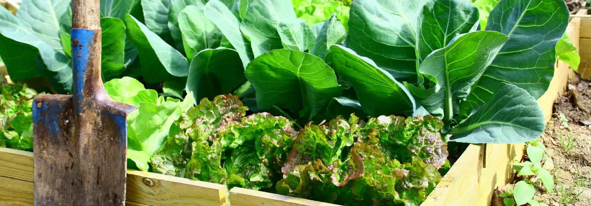 Gemüsegarten: Fruchtfolge im Herbst