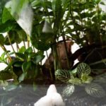 Pflanzen für ein gelungenes Terrarium