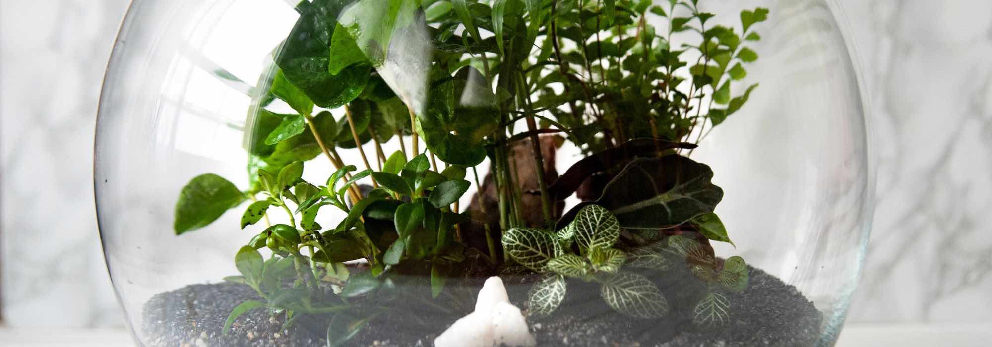 Pflanzen für ein gelungenes Terrarium