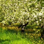 Alte, regionale Obstbaumsorte wählen