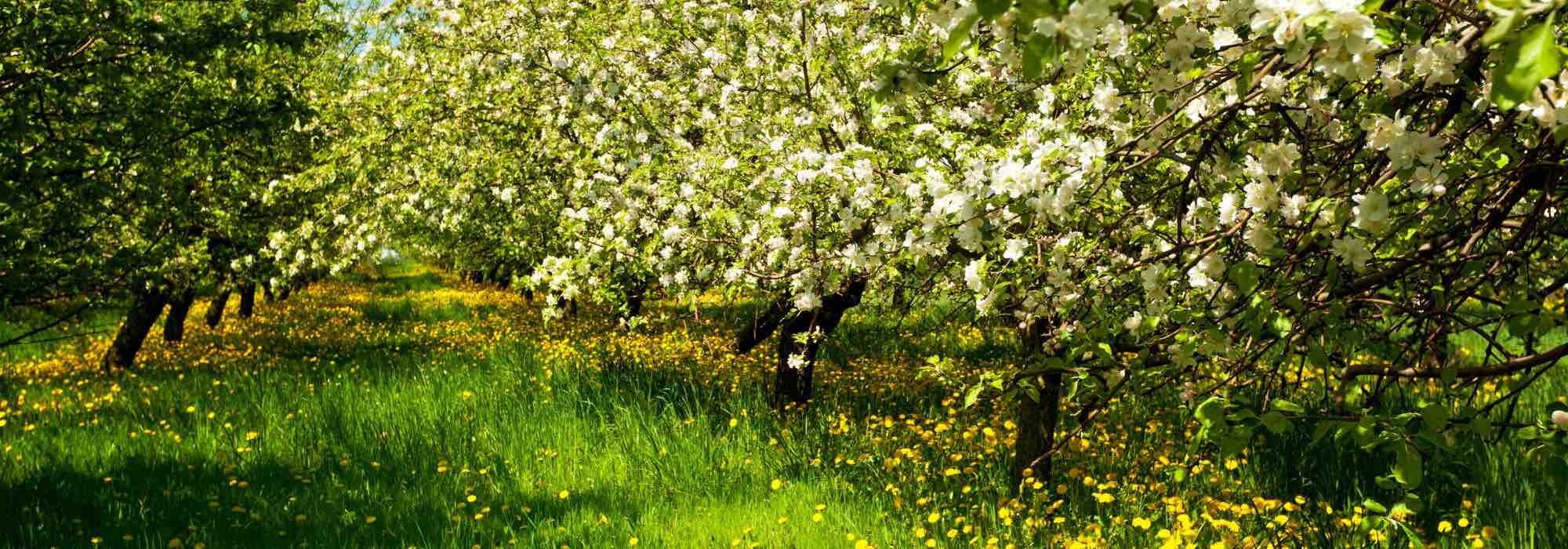 Alte, regionale Obstbaumsorte wählen