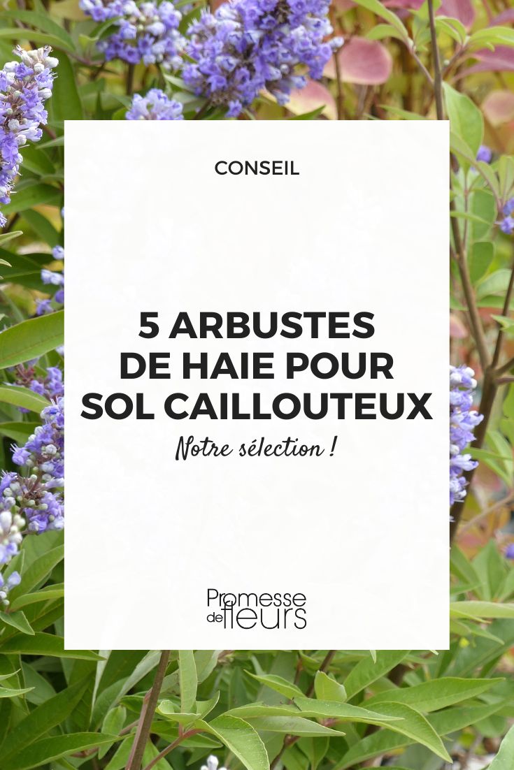 Vitex