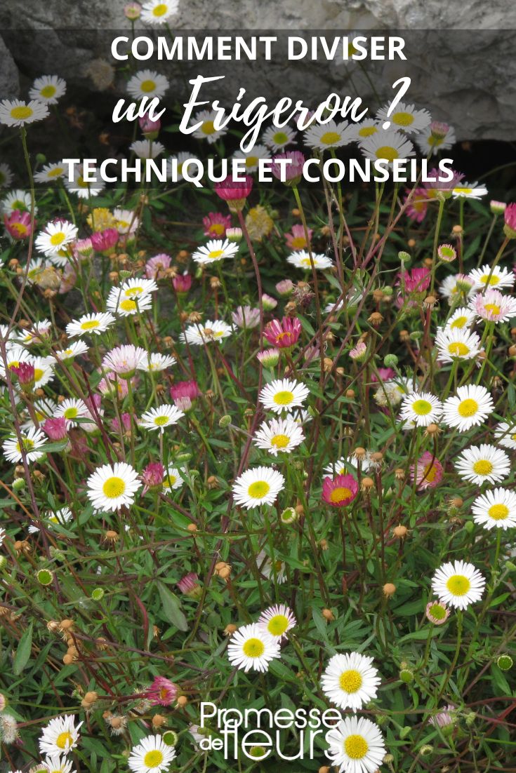 Den Erigeron vermehren