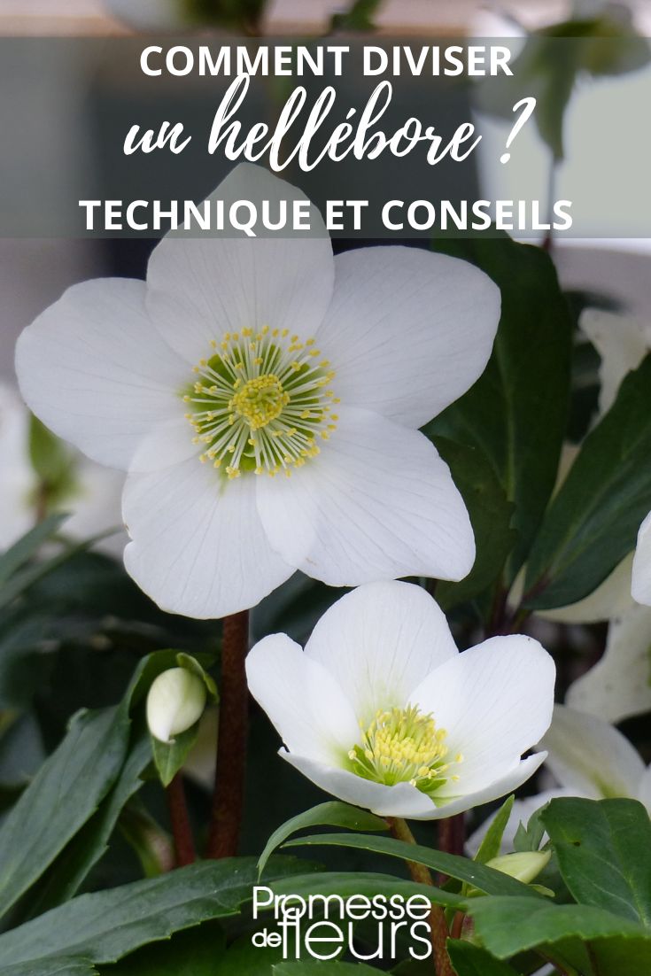 Teilung der Christrose