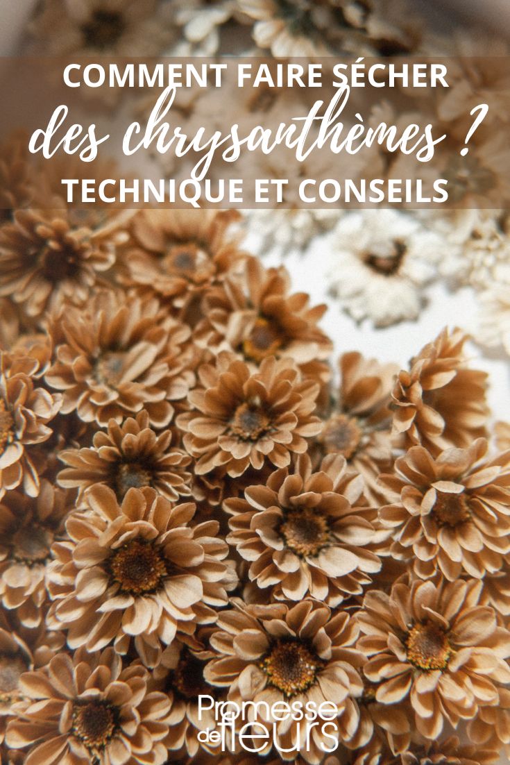 getrocknete Chrysanthemen-Blüten