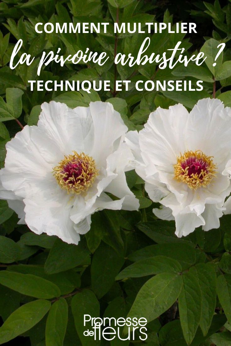 Paeonia suffruticosa (Strauch-Pfingstrose)