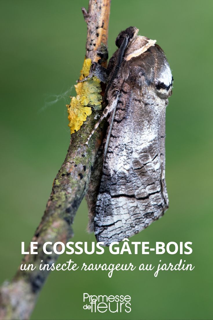 Garten-Schädling: Der Weidenbohrer (Cossus cossus)  

Der Weidenbohrer (Cossus cossus), auch als "Holzfresser" bekannt, ist ein gefürchteter Schädling in Gärten und Obstplantagen. Seine Larven befallen vor allem Weiden, Obstbäume und andere Laubgehölze, indem sie sich durch das Holz fressen und so erhebliche Schäden verursachen.  

**Schadbild:**  
- Welkende Äste und Kronenteile  
- Ausfluglöcher in der Rinde mit austretendem Bohrmehl  
- Rötlicher, unangenehm riechender Ausfluss („Blut“ des Baumes)  
- Absterben befallener Äste oder ganzer Bäume  

**Vorbeugung & Bekämpfung:**  
- Regelmäßige Kontrolle der Bäume auf Befallszeichen  
- Entfernen und Vernichten befallener Äste  
- Förderung natürlicher Feinde (Vögel, Schlupfwespen)  
- Bei starkem Befall: Einsatz von Nematoden (Fadenwürmer) gegen die Larven  

**Wichtig:** Gesunde, gut gepflegte Bäume sind widerstandsfähiger gegen den Weidenbohrer. Achten Sie auf optimale Standortbedingungen und ausreichende Bewässerung!  

Hinweis: Bei massivem Befall kann eine fachmännische Baumbehandlung notwendig sein.