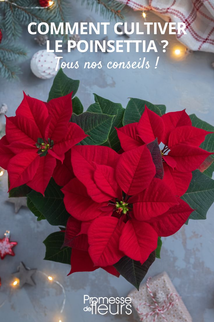 Poinsettie
