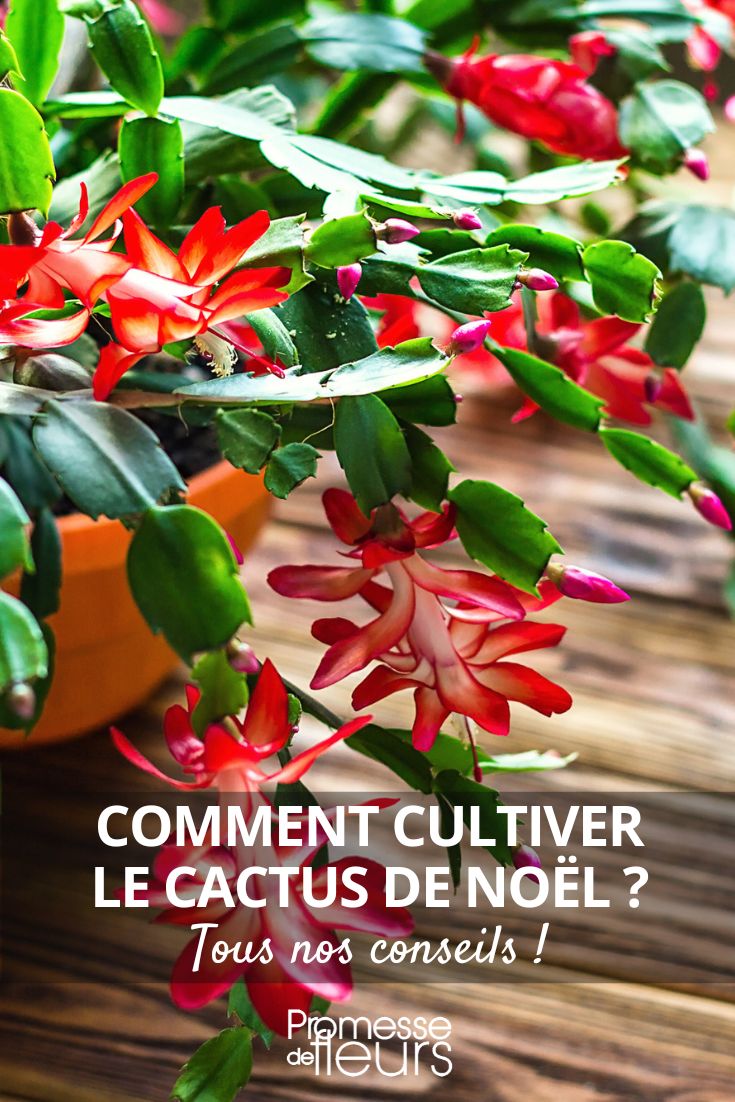 Schlumbergera erfolgreich kultivieren