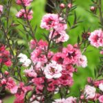 Leptospermum überwintern?
