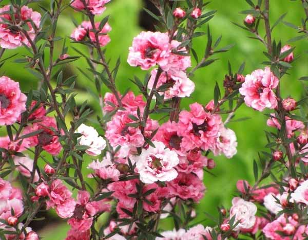 Leptospermum überwintern?