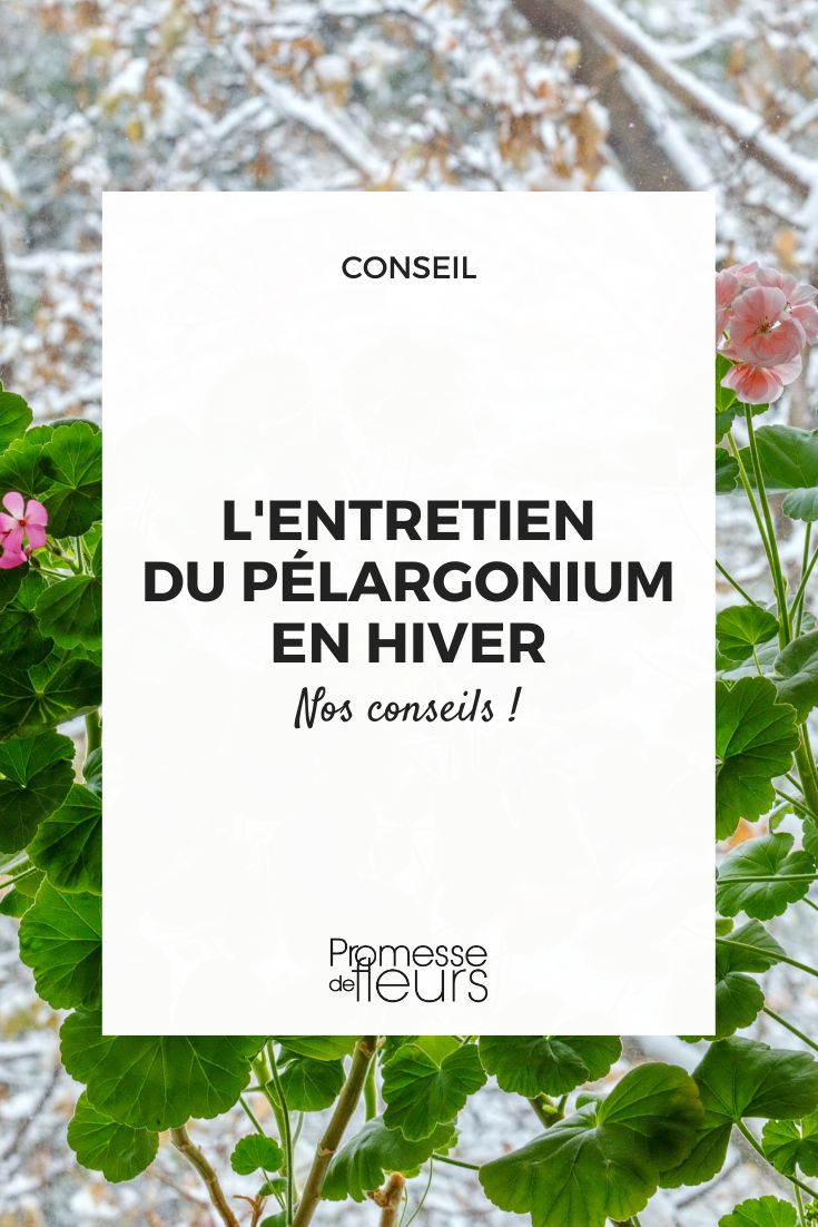 Einen Zierpflanzen-Geranium überwintern