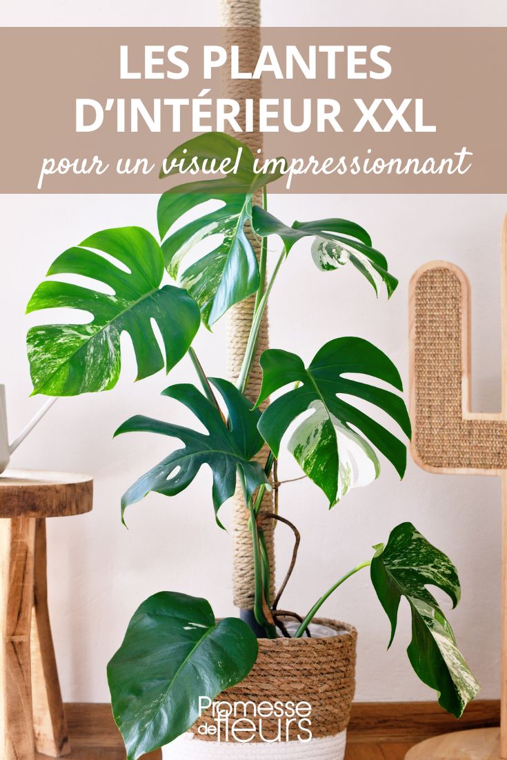 Monstera