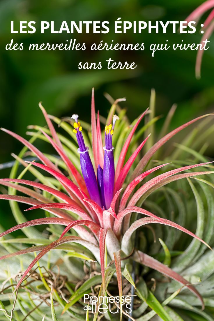 Bromeliengewächs