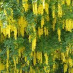 Krankheiten und Parasiten des Goldregens