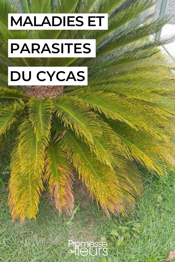 Cycas oder Japanischer Sagopalmfarn