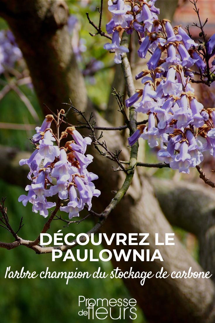 Paulownia – Biodiversität und Kohlenstoffbindung  

Der Paulownia-Baum, auch bekannt als Kaiserbaum oder Blauglockenbaum, ist nicht nur eine ästhetische Bereicherung für Gärten und Landschaften, sondern spielt auch eine wichtige Rolle für die Biodiversität und den Klimaschutz.  

**Biodiversität:**  
Mit seinen großen, herzförmigen Blättern und duftenden, violetten Blüten im Frühling zieht der Paulownia zahlreiche Bestäuber wie Bienen und Schmetterlinge an. Seine dichte Blattmasse bietet zudem Schutz und Lebensraum für verschiedene Vogel- und Insektenarten.  

**Kohlenstoffbindung:**  
Paulownia-Bäume gehören zu den am schnellsten wachsenden Baumarten der Welt und binden dadurch besonders effizient CO₂ aus der Atmosphäre. Studien zeigen, dass ein ausgewachsener Paulownia-Baum bis zu viermal mehr Kohlenstoff speichern kann als viele einheimische Baumarten.  

Durch die Pflanzung von Paulownia können Gartenbesitzer und Landschaftsgestalter aktiv zum Erhalt der Artenvielfalt und zur Reduzierung des CO₂-Fußabdrucks beitragen.  

*Tipp:* Paulownia bevorzugt sonnige Standorte und durchlässige Böden – ideal für nachhaltige Gartenprojekte!