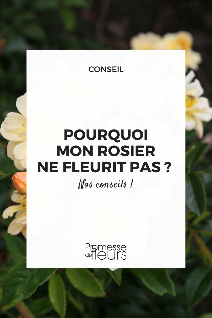 Tipps für die Rosenblüte
