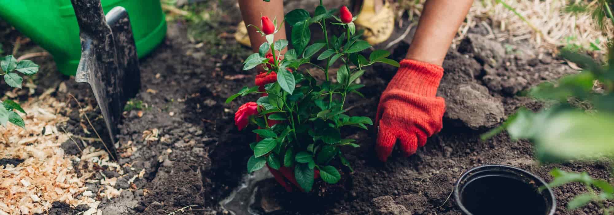 Rosen pflanzen: Wann?