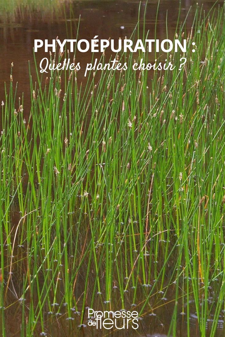 Wie wählt man Pflanzen zur Phytoreinigung aus?