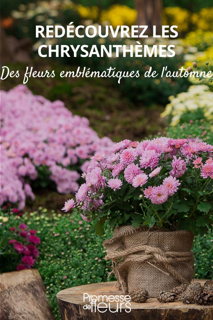 Garten-Chrysantheme