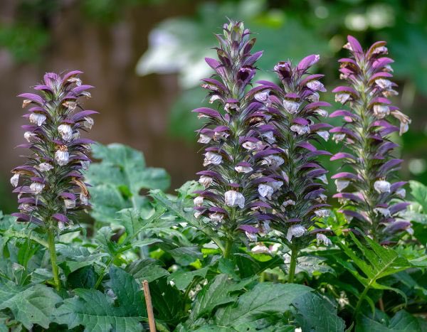 Akanthus vermehren?