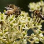 7 bienenfreundliche Bäume