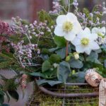 Blühender Balkon im Winter: unsere Tipps