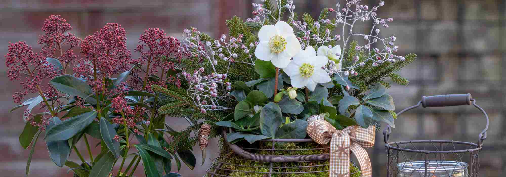 Blühender Balkon im Winter: unsere Tipps