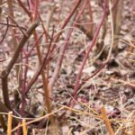 Im Winter Stecklinge ziehen: geeignete Pflanzen und Vorgehen?