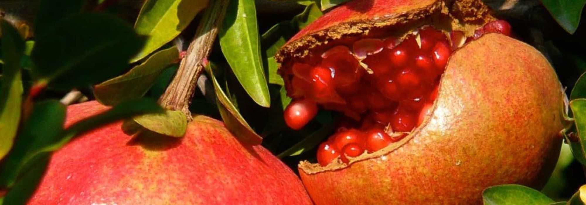Warum trägt mein Granatapfelbaum keine Früchte?