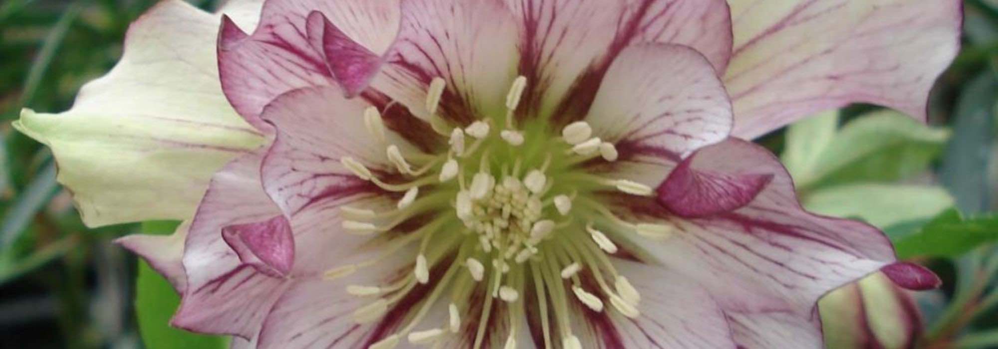 Zweifarbige Christrosen: 7 Sorten