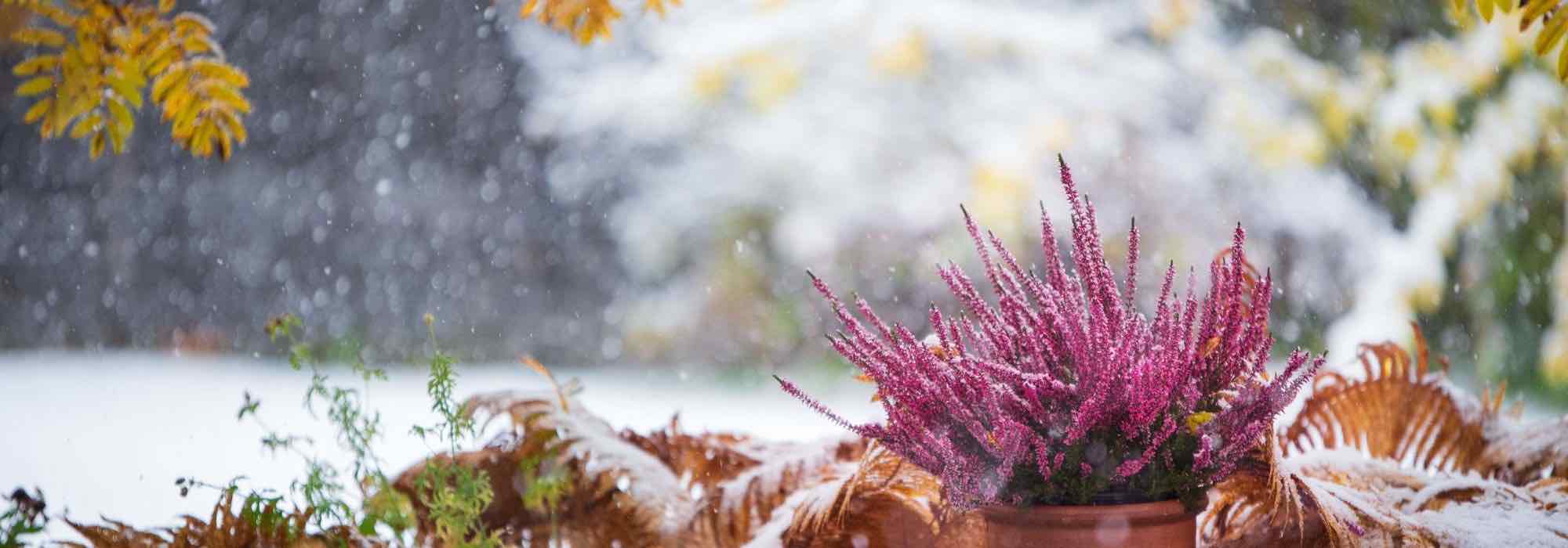 Günstig pflanzen: Farbe für den Garten im Winter