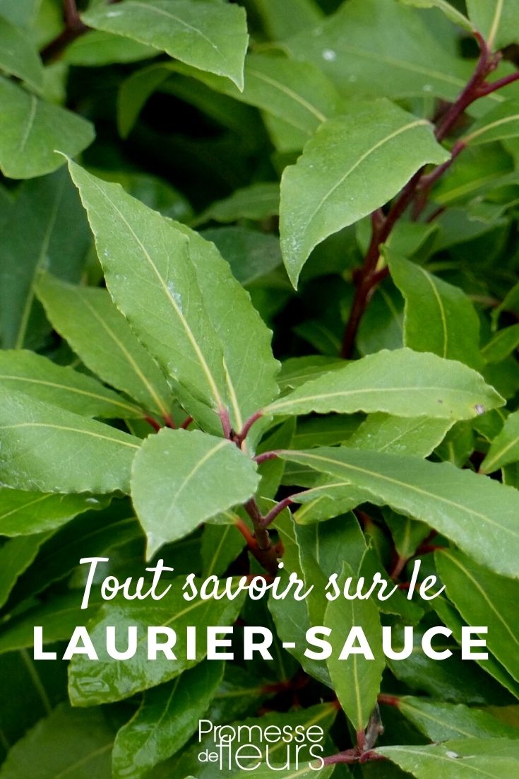 Lorbeer Laurus nobilis