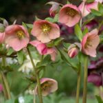 Krankheiten und Parasiten der Christrose