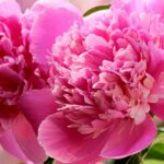 5 rosa blühende Päonien
