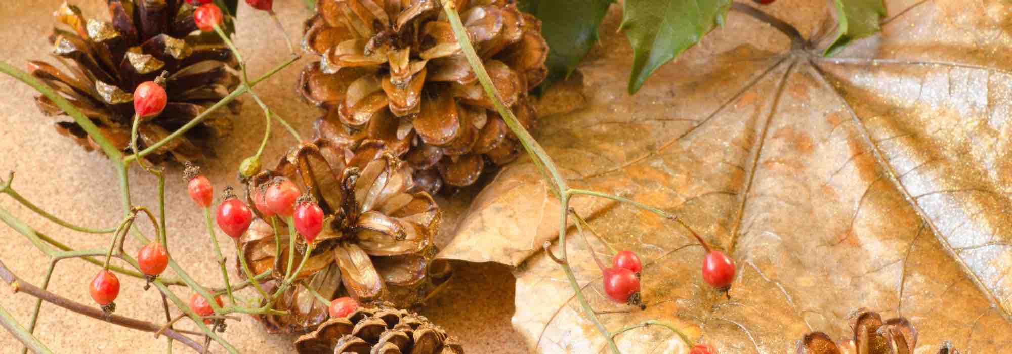 Beste Zimmerpflanzen für Weihnachtsdeko