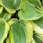 Garten verschönern: Pflanzen mit panaschiertem Laub