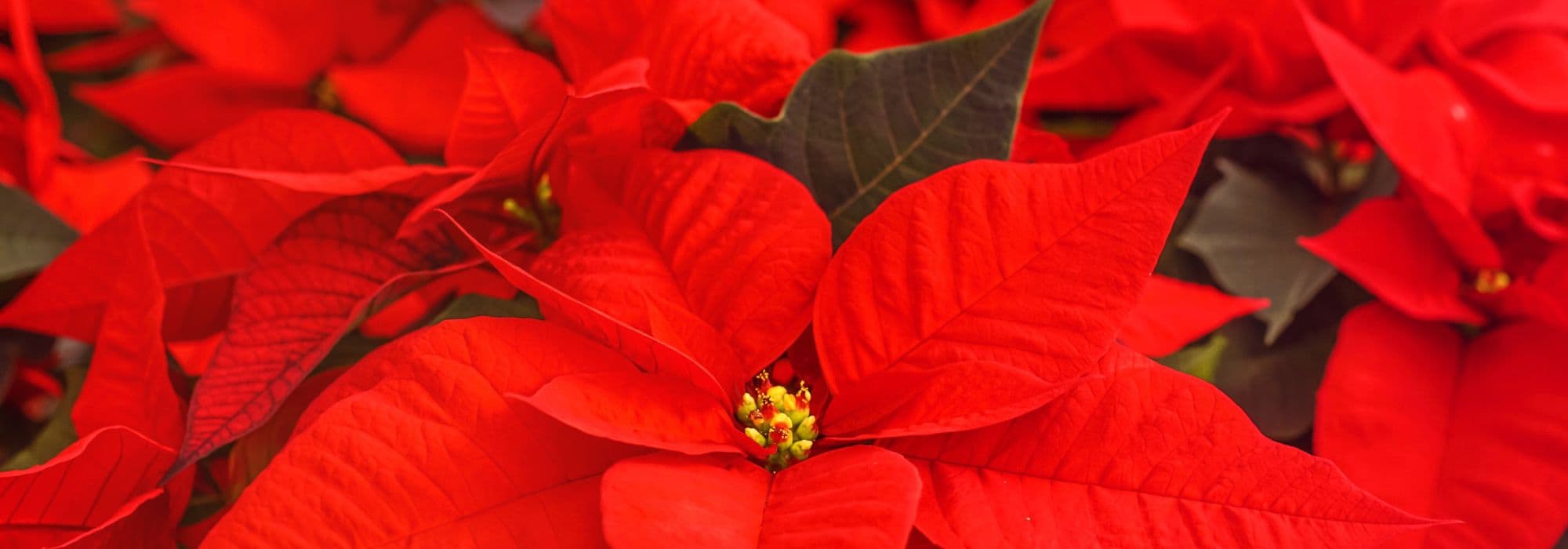 Weihnachtsstern pflegen: beliebte Weihnachtspflanze