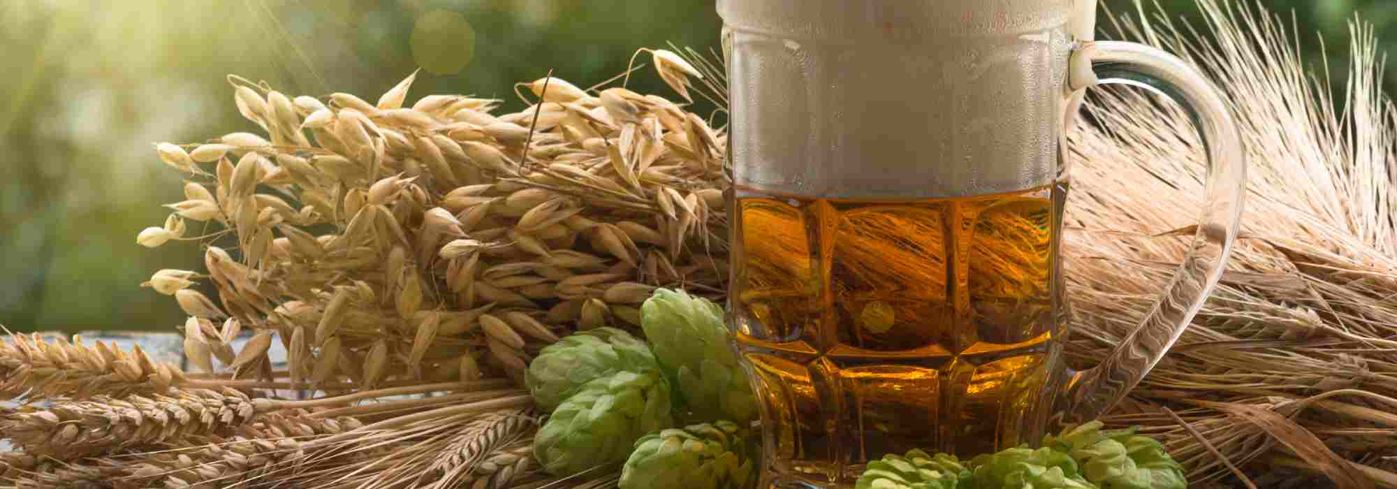 Die richtige Hopfensorte zum Bierbrauen wählen
