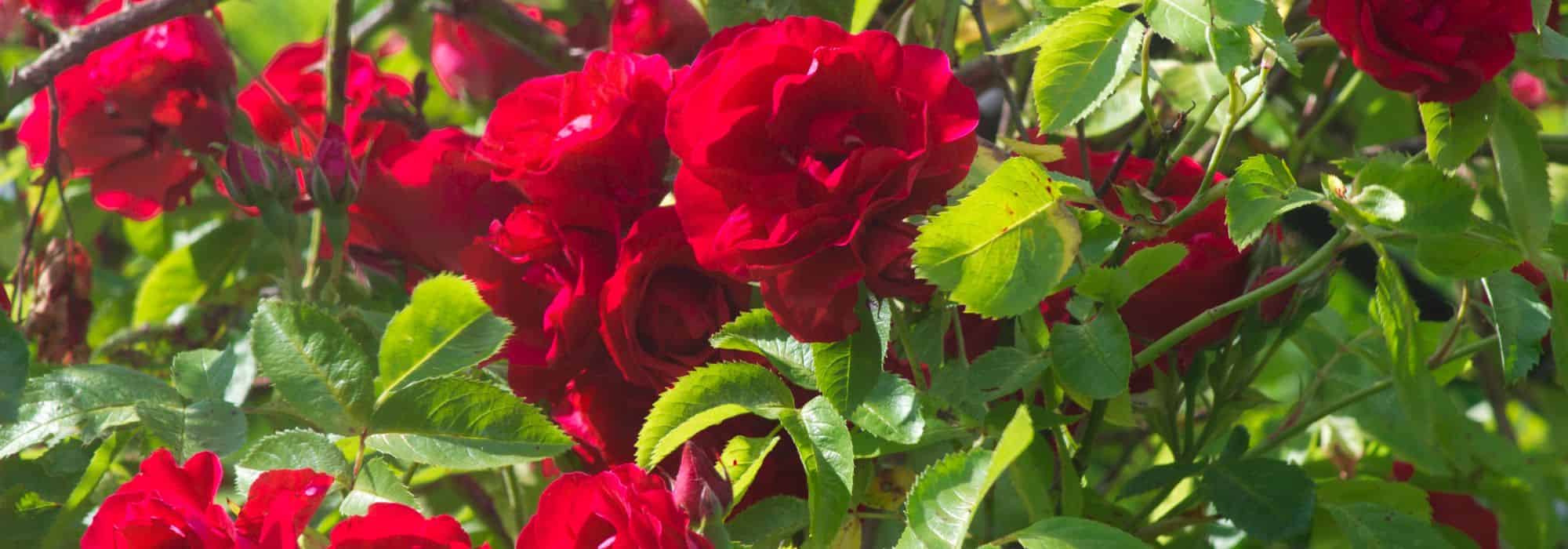 Warum blüht meine Rose nicht?