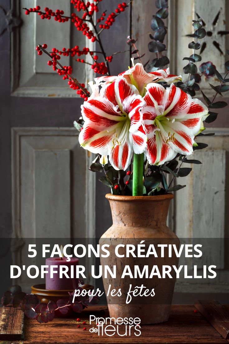 Amaryllis: 5 schöne Arten, sie zu den Festtagen zu verschenken