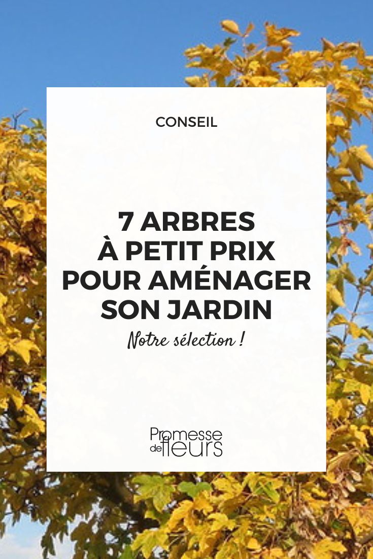 Ahornblättriger Bergahorn (Acer pseudoplatanus)