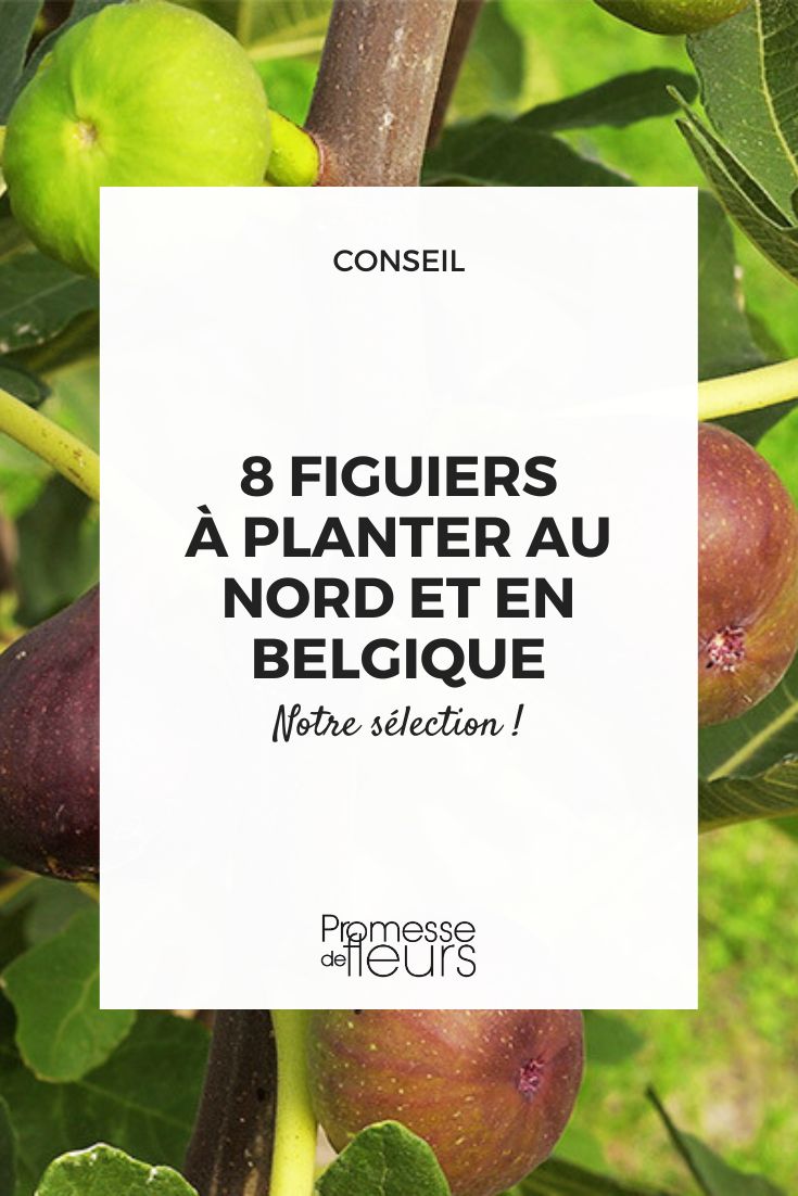 Die besten Feigensorten für den Anbau im Norden und in Belgien