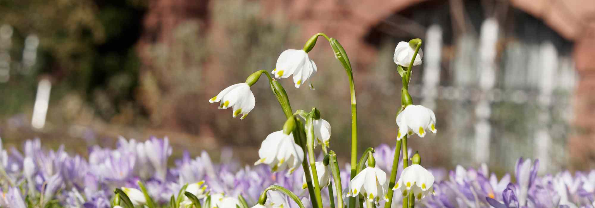 7 schöne Kombinationen mit Knotenblumen