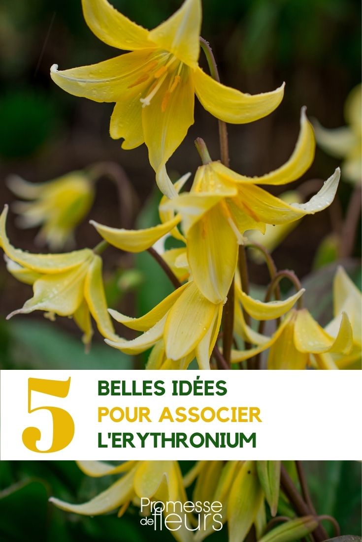 Erythronium (deutsch: Hundszahn oder Zahnlilie)