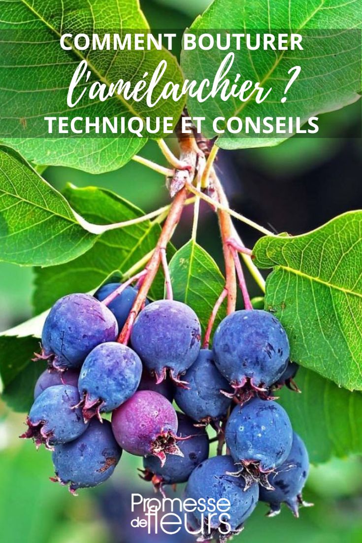 Amelanchier vermehren